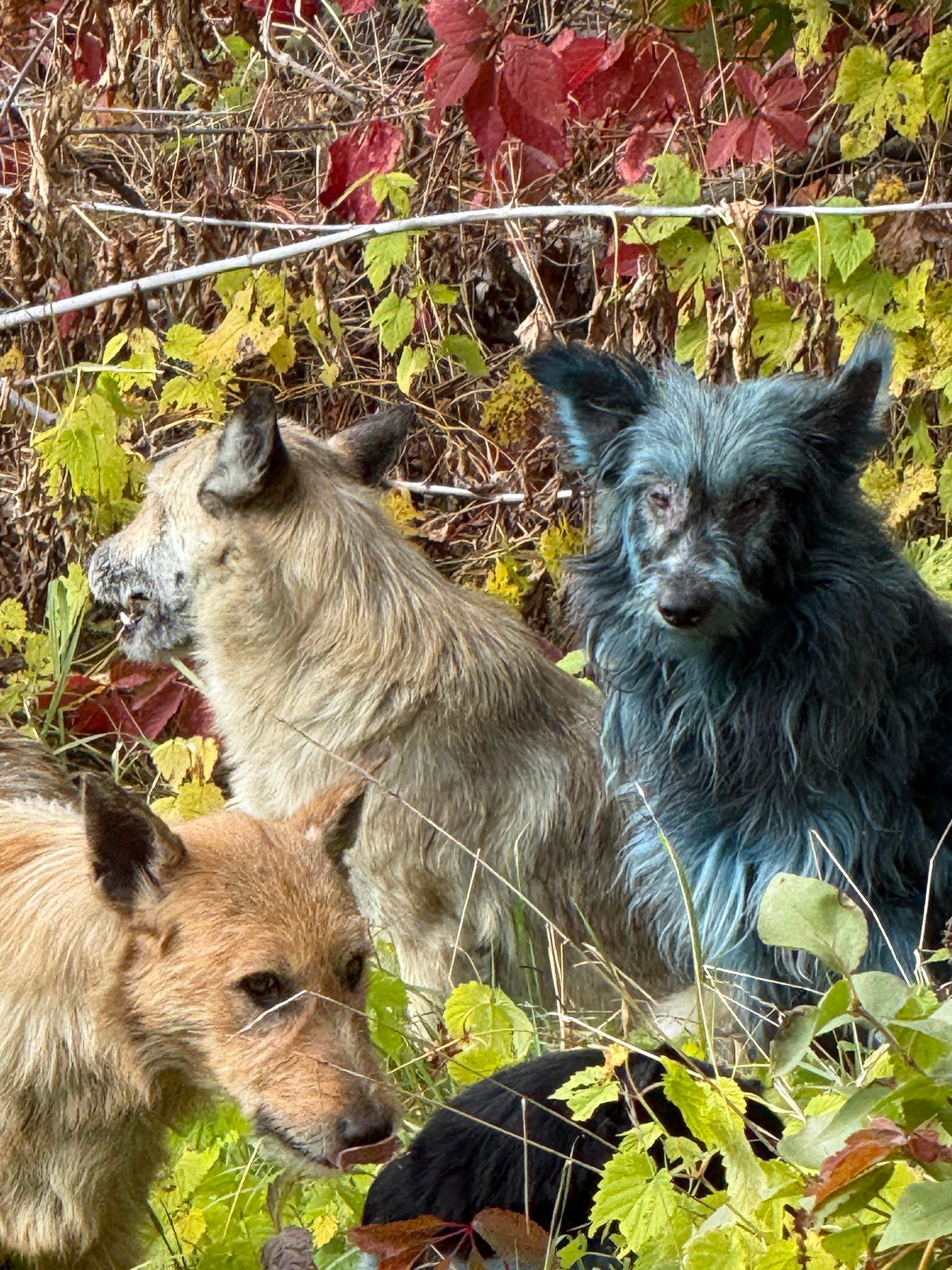 Theories surfaced in October on why dogs in Chernobyl were blue