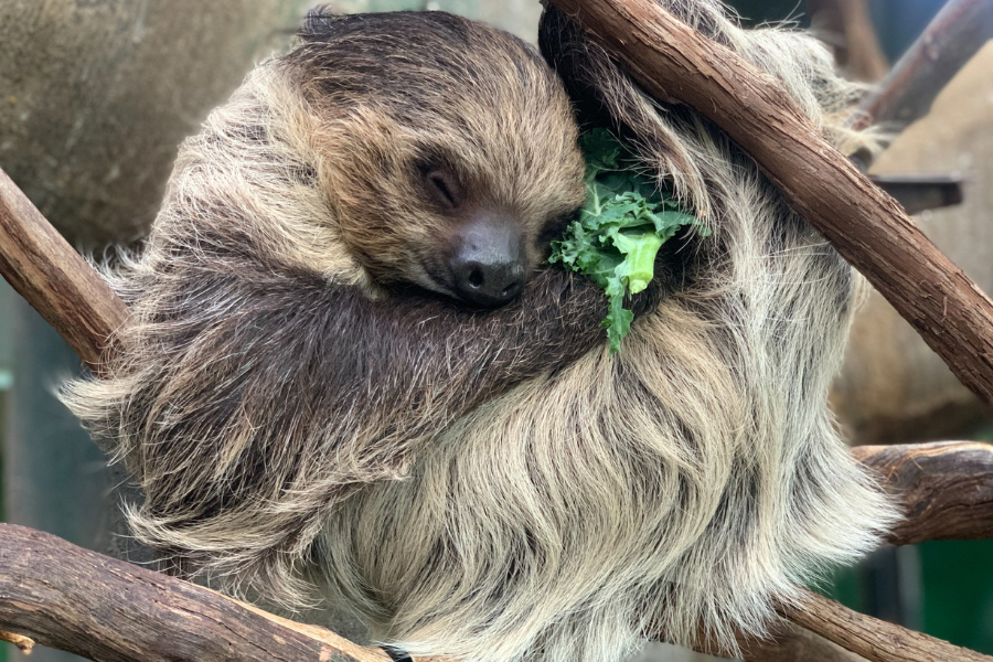 National Zoo sloth Athena has passed away