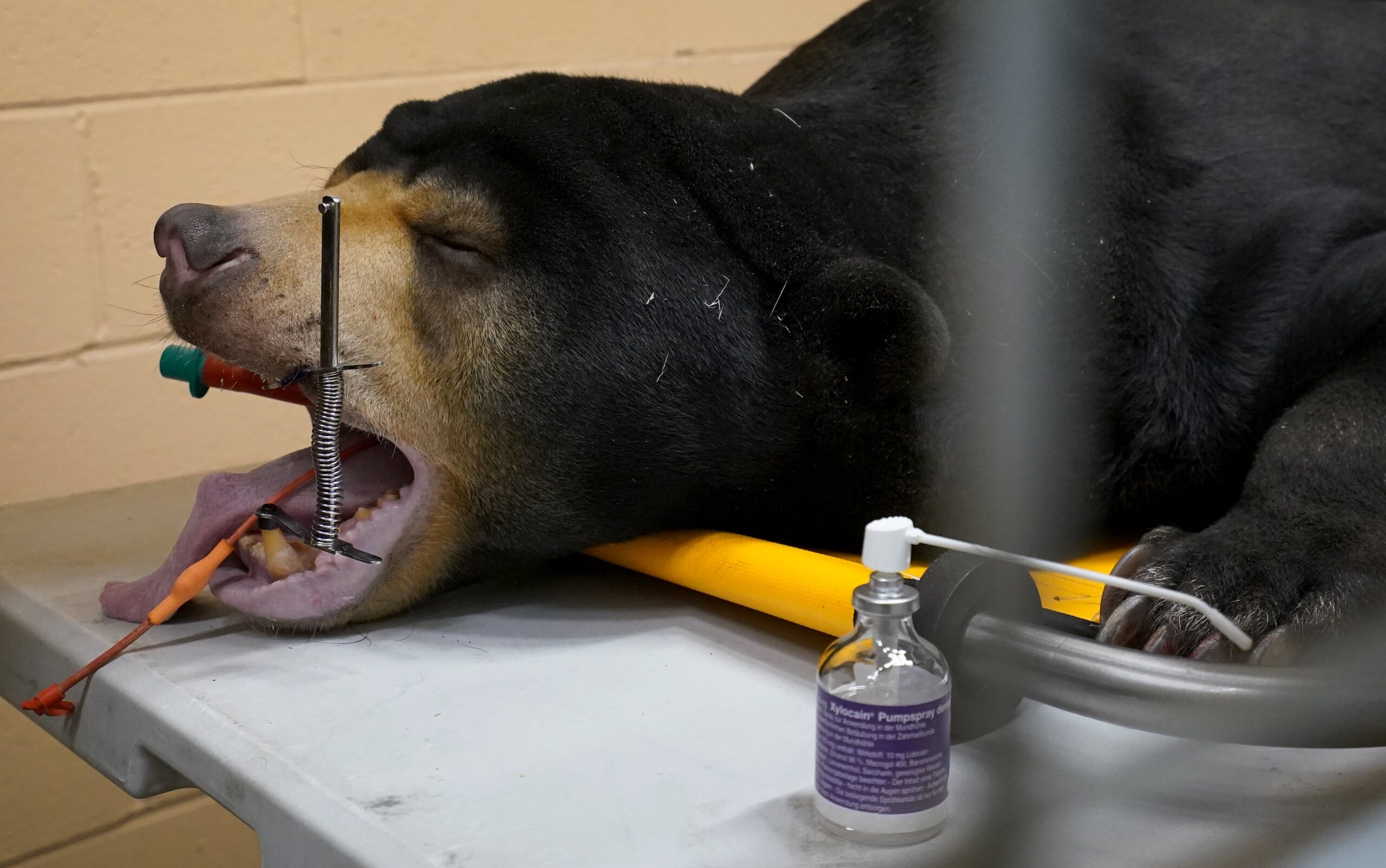 Sun bears are listed as Vulnerable on the IUCN Red List due to the illegal bear bile farm trade found in Southeast Asia