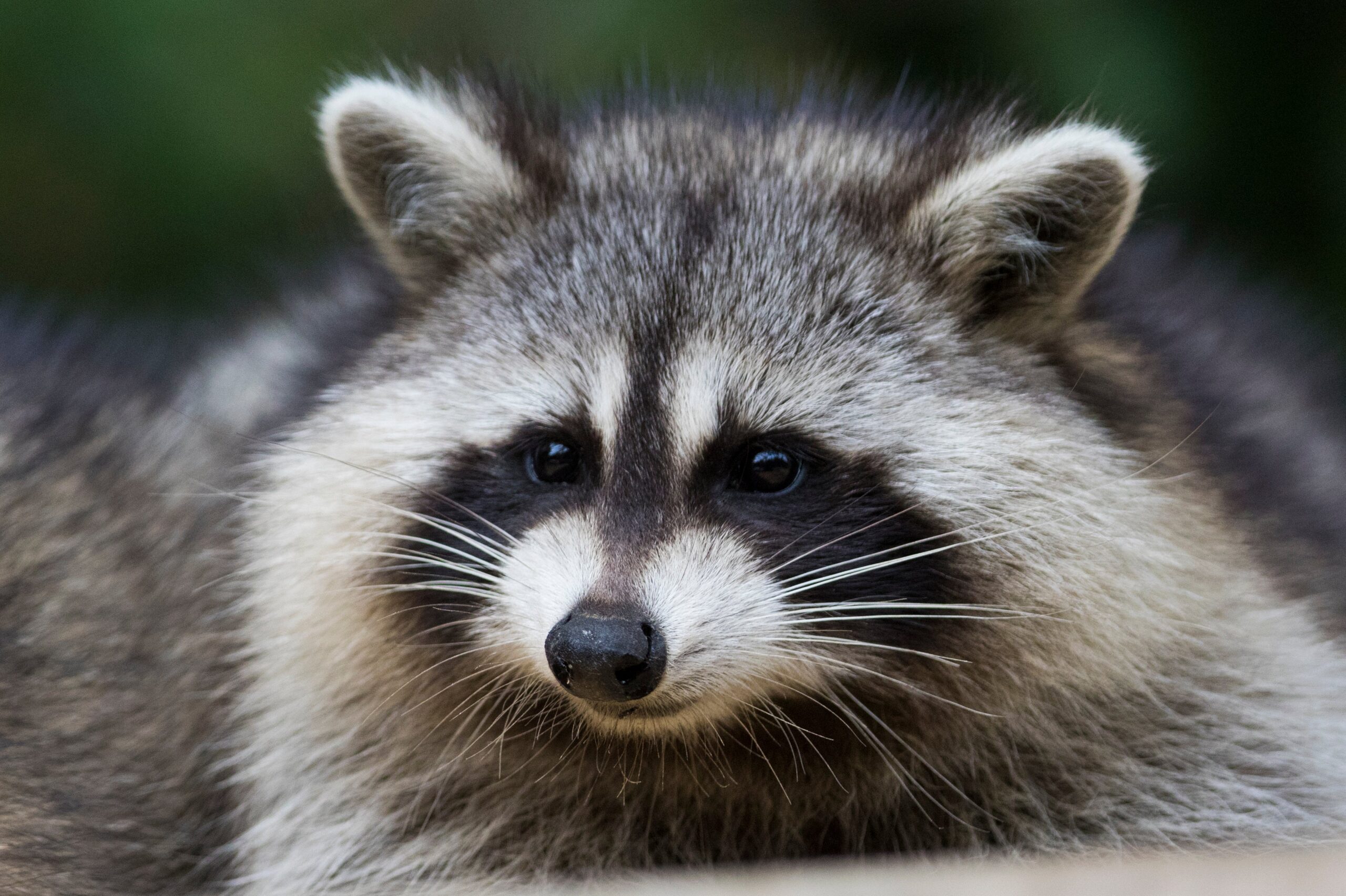Racoons can pass on diseases to humans including rabies, racoon roundworm and leptospirosis, all of which can cause extremely serious illnesses and can prove fatal