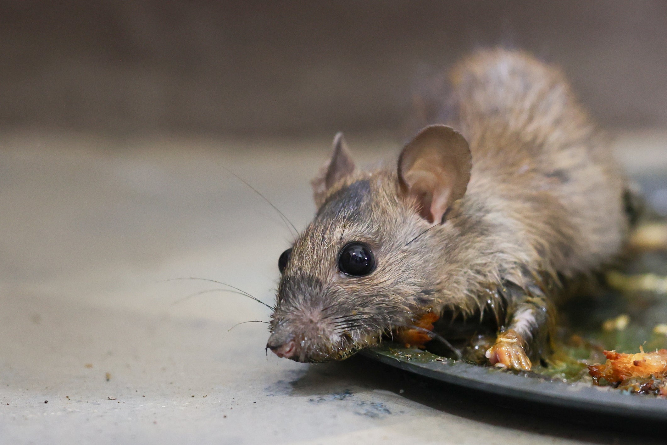 Mice have infested a Texas movie theater