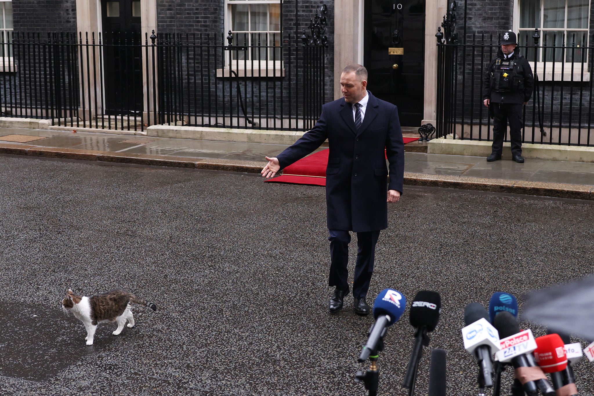 Larry the cat after causing mischief at No 10